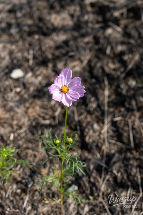 Autumn Flower Viewing at Gongneungcheon_12