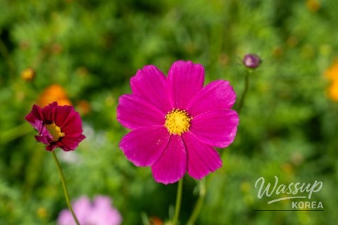Autumn Flower Viewing at Gongneungcheon_10