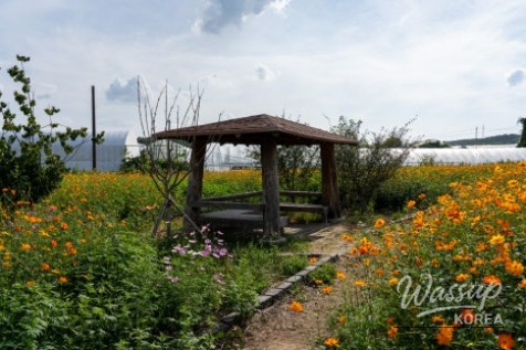 Autumn Flower Viewing at Gongneungcheon_08