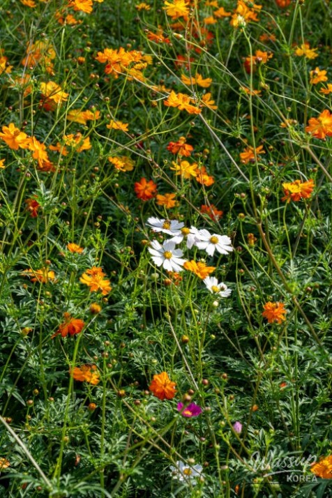 Autumn Flower Viewing at Gongneungcheon_11