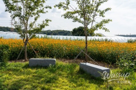 Autumn Flower Viewing at Gongneungcheon_07