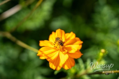 Autumn Flower Viewing at Gongneungcheon_09