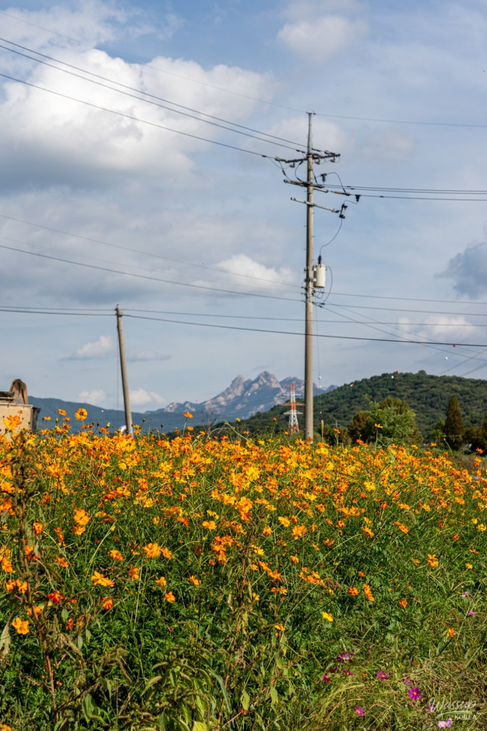 Autumn Flower Viewing at Gongneungcheon_13