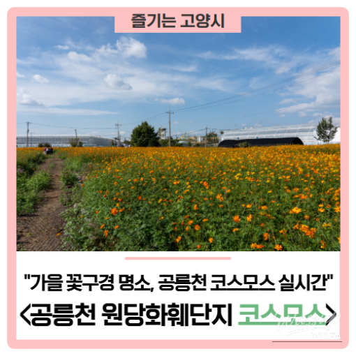 Autumn Flower Viewing at Gongneungcheon_01