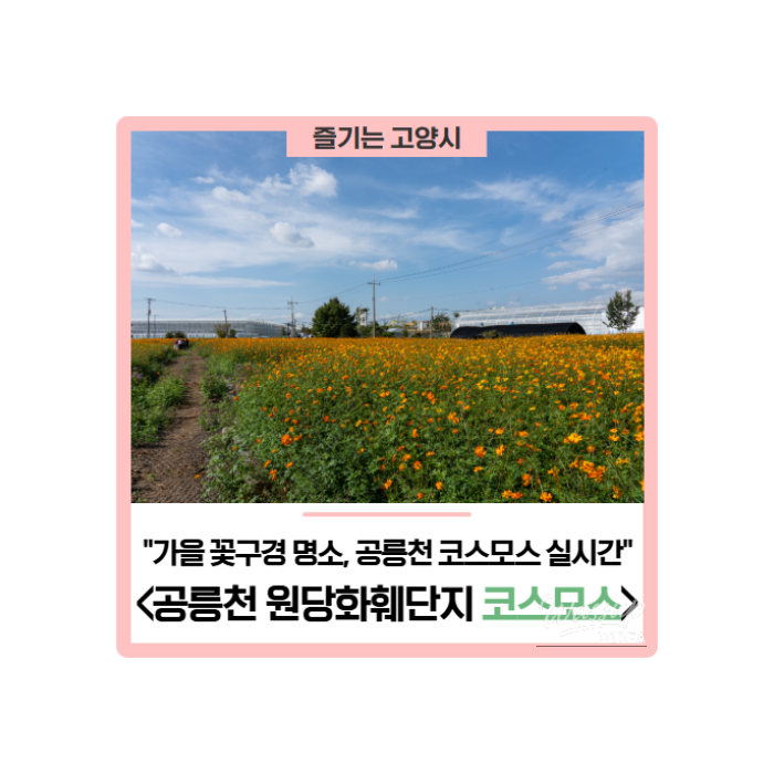 Autumn Flower Viewing at Gongneungcheon