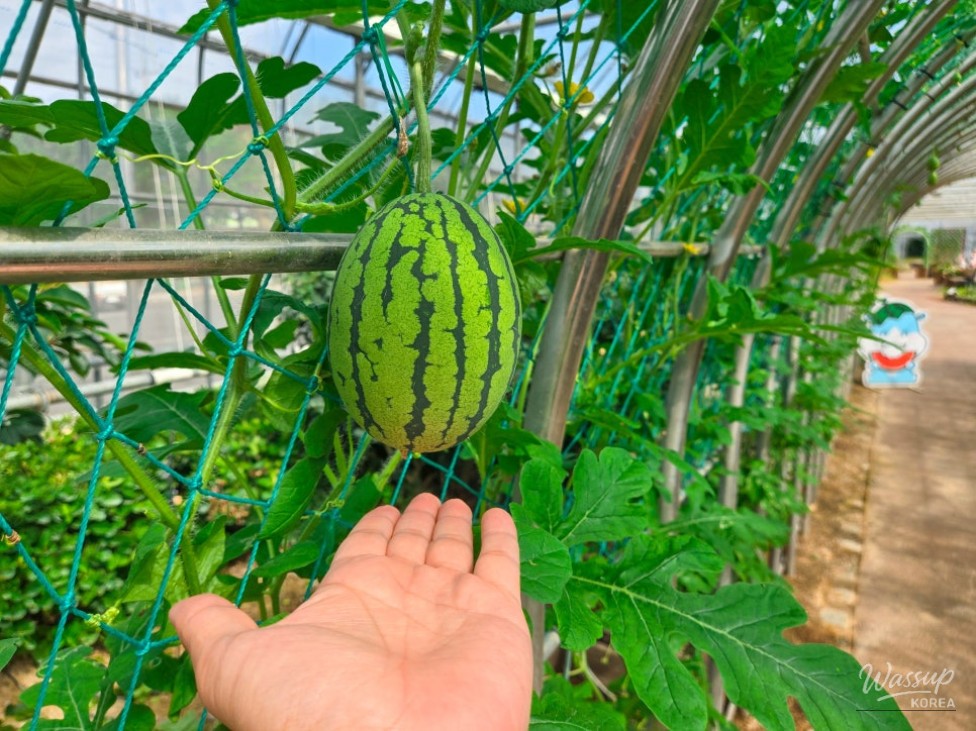 Exploring the Hamann Watermelon Exhibition Hall_21