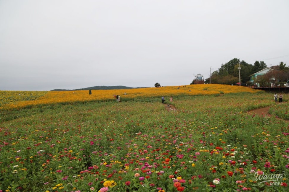 The Blooming Sunflowers and Buckwheat Flowers at Hakwon Farm_03