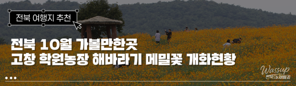 The Blooming Sunflowers and Buckwheat Flowers at Hakwon Farm_01