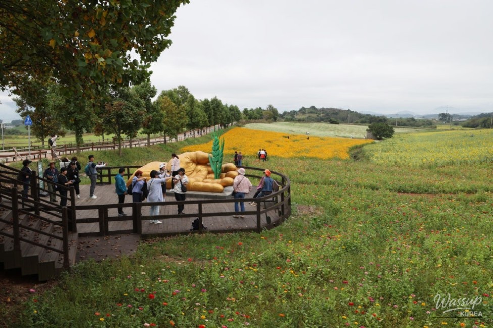 The Blooming Sunflowers and Buckwheat Flowers at Hakwon Farm_02
