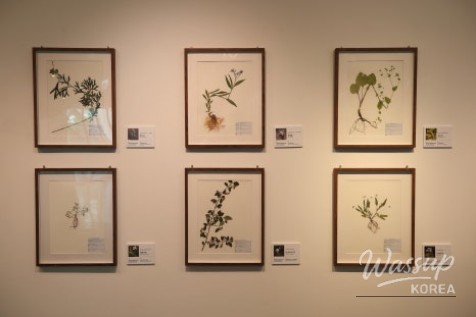 Explore the 'Green, Space' Exhibition at Magok Seoul Botanical Garden_04