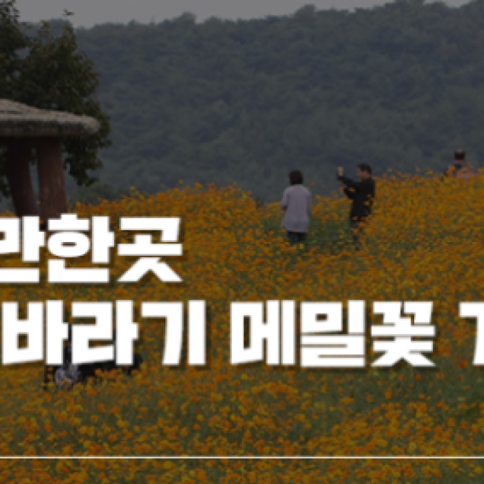 The Blooming Sunflowers and Buckwheat Flowers at Hakwon Farm