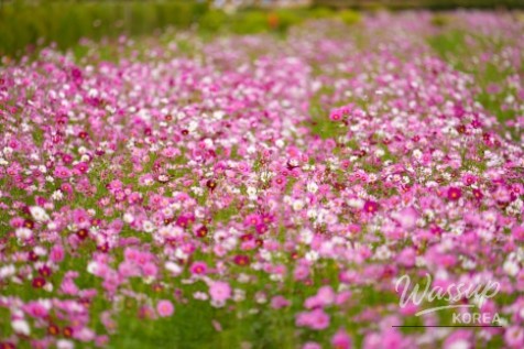 Experience the Beauty of Autumn in Goseong!_11
