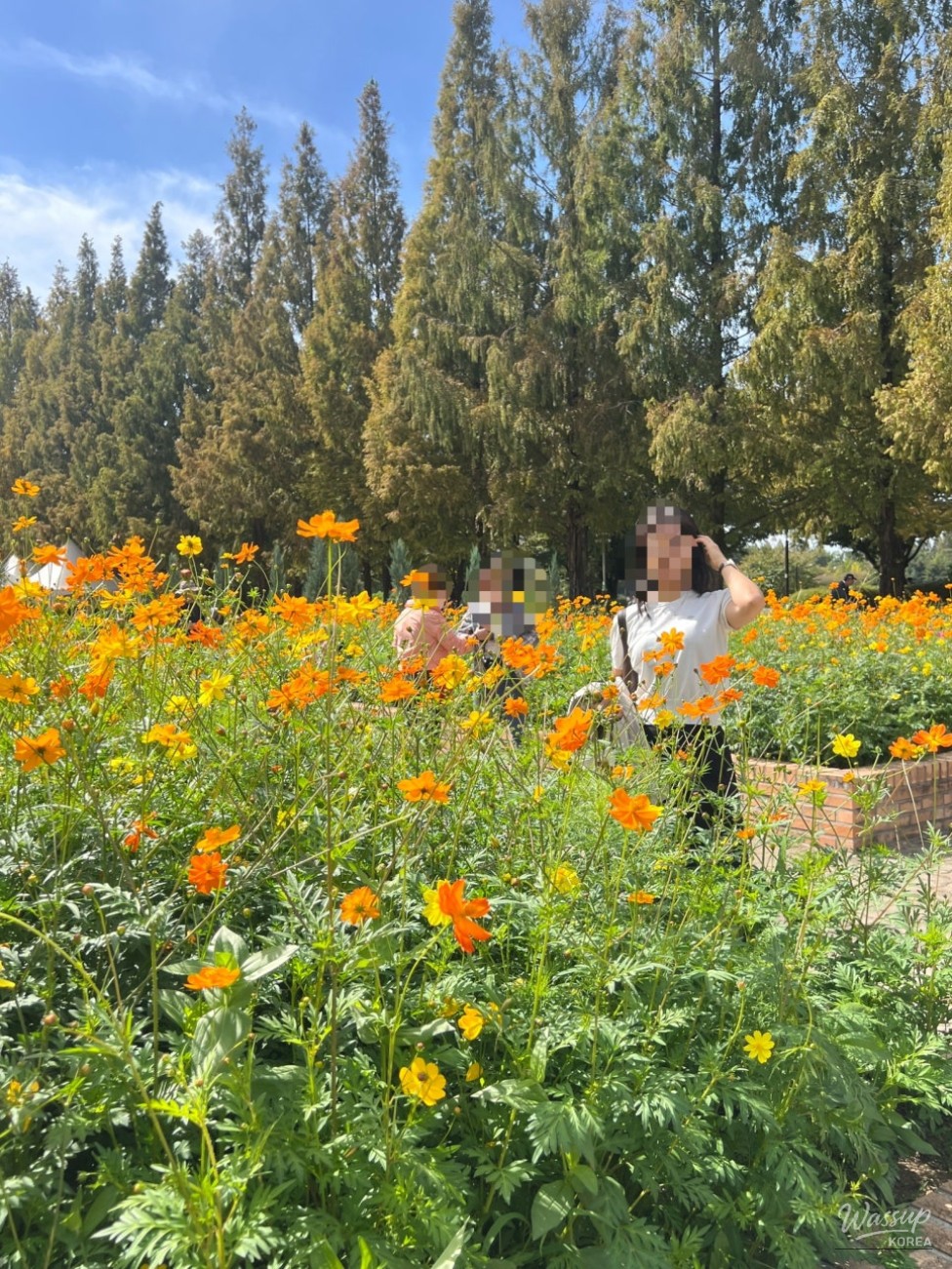 A Half-Day Experience at the 2026 Goyang Autumn Flower Festival_05