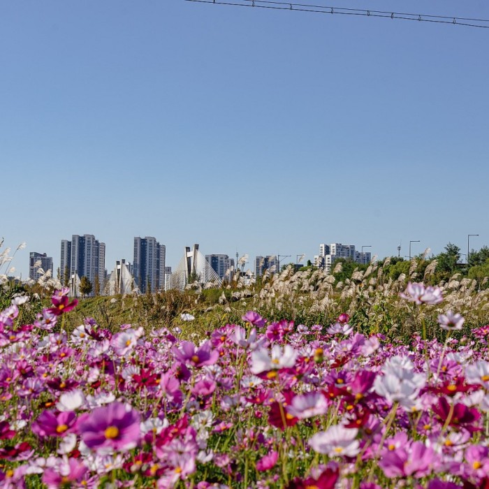 Discovering the Autumn Blooms in Sejong