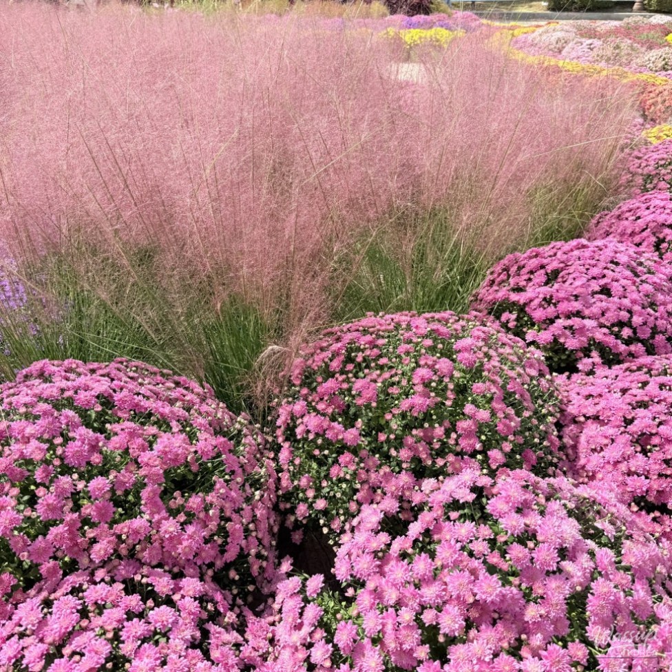 Autumn Palette at Ilsan Lake Park: 2026 Goyang Autumn Flower Festival_05