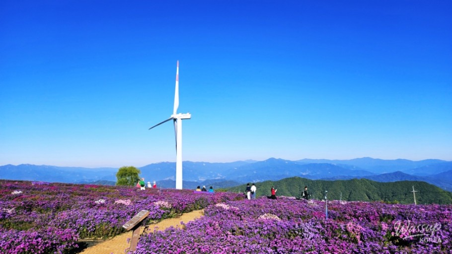 Autumn Journey at Gochang's Star Wind Hill_02