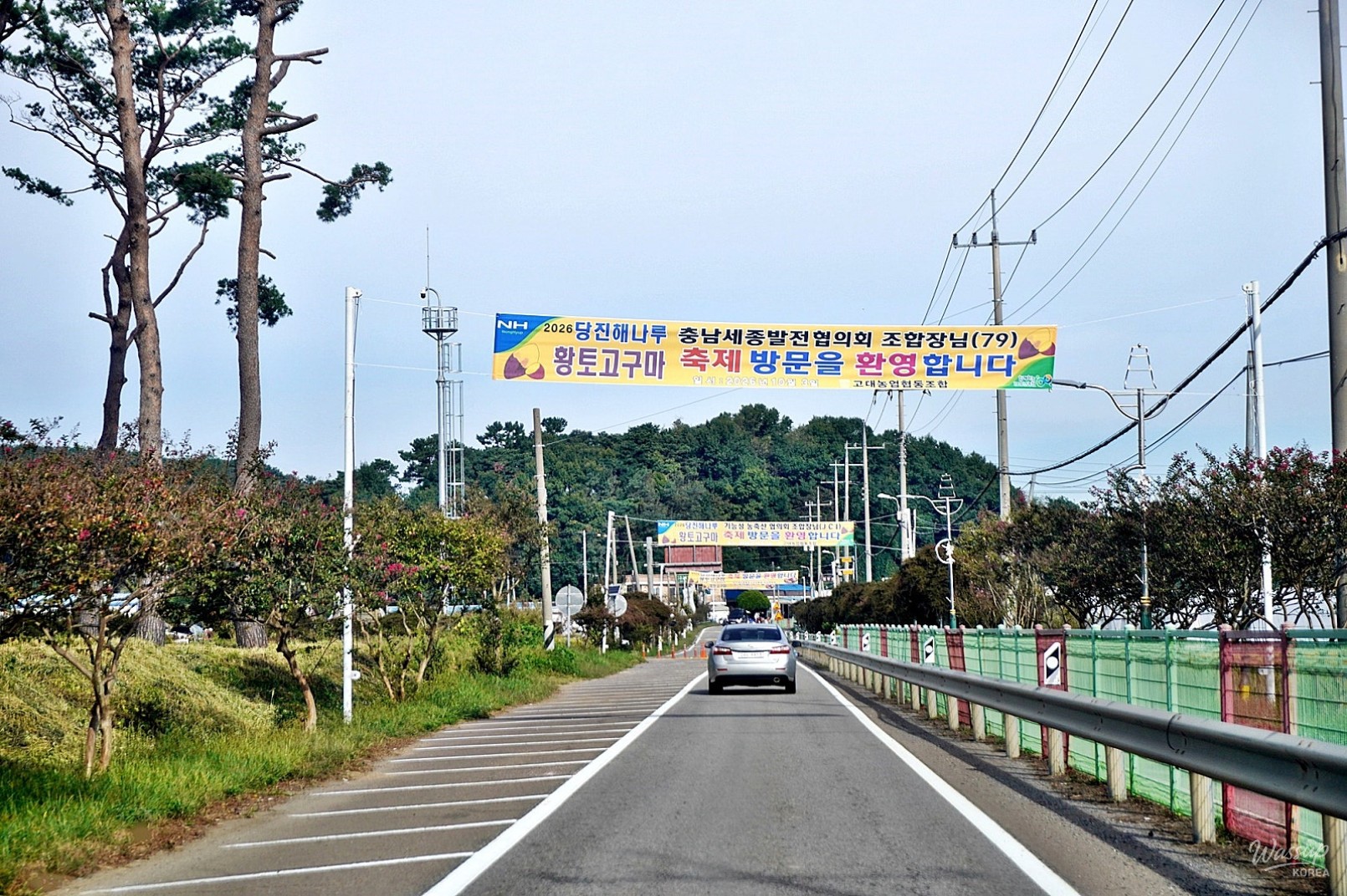 Harvest Festival in Dangjin: Celebrating Sweet Potatoes_01