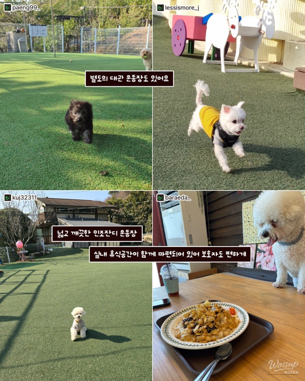 Autumn Adventures with Your Pets in Gimhae_09