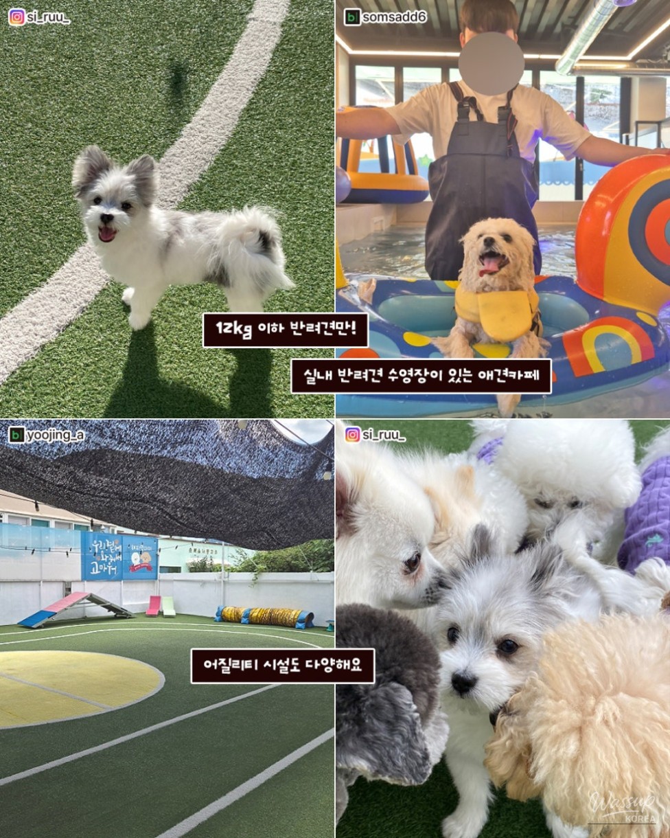 Autumn Adventures with Your Pets in Gimhae_05
