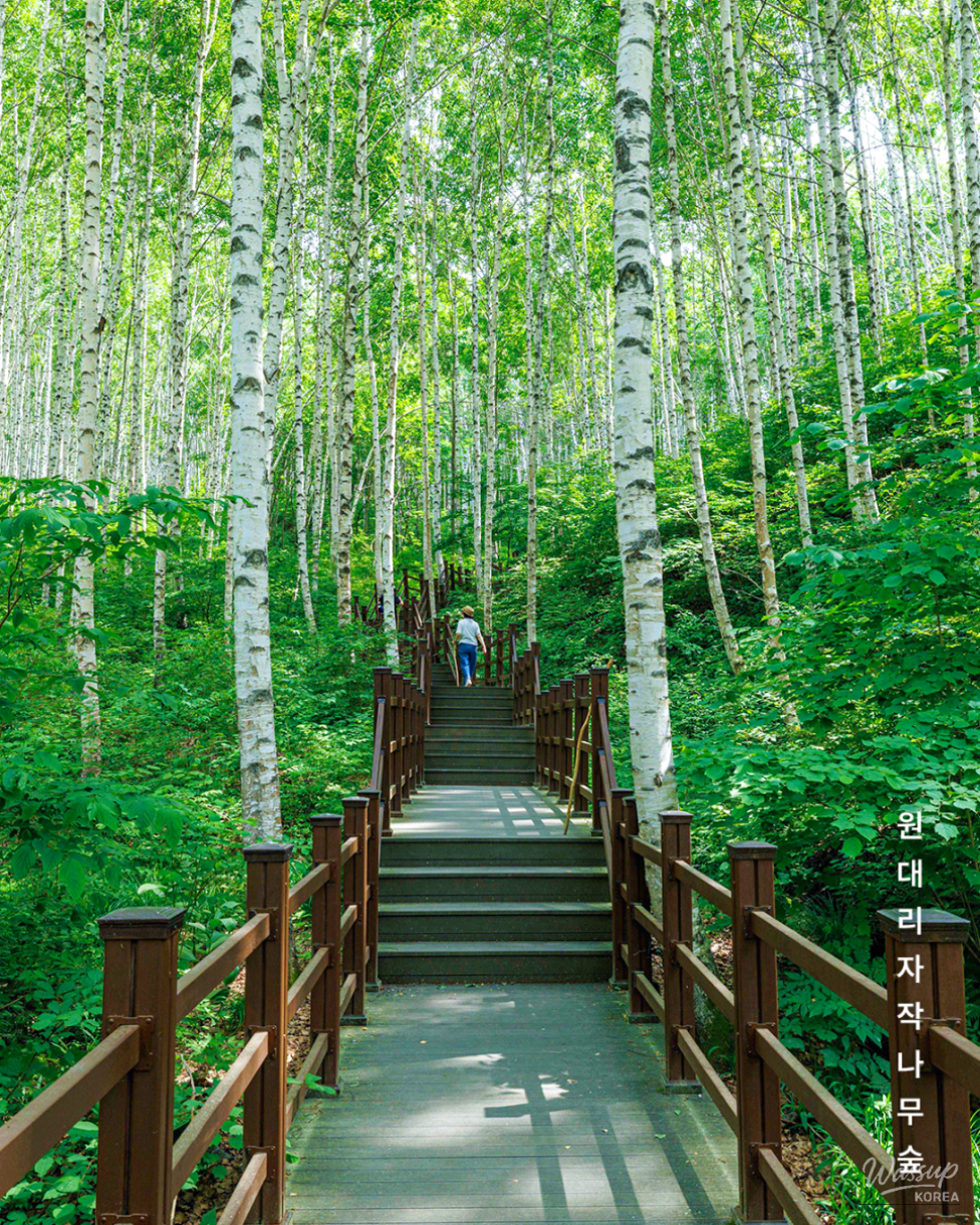 Discovering the Whispering Birch Forest_03
