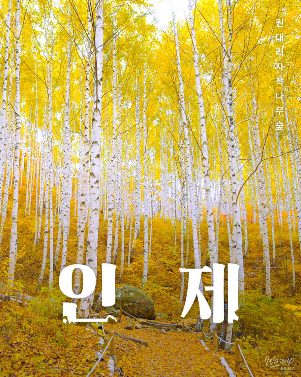 Discovering the Whispering Birch Forest_01