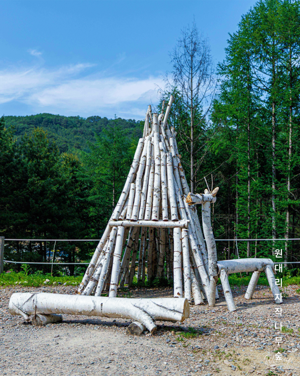 Discovering the Whispering Birch Forest_04