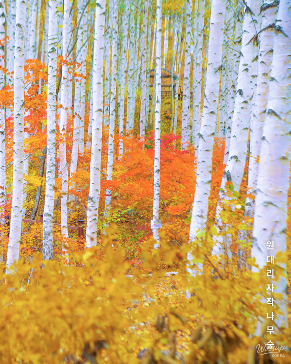 Discovering the Whispering Birch Forest_02