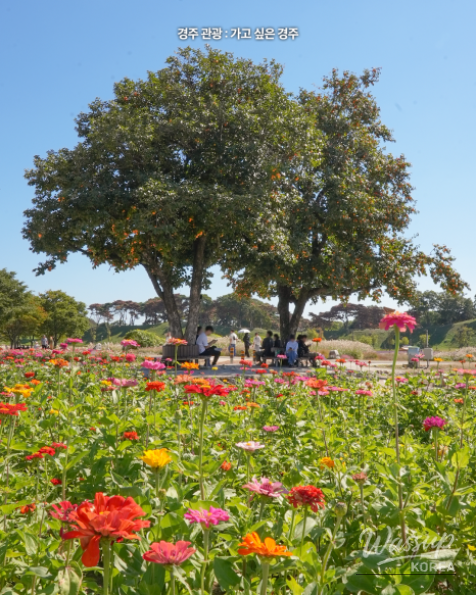 Discover the Beauty of Autumn in Gyeongju_07