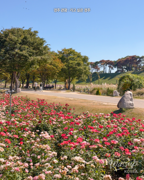 Discover the Beauty of Autumn in Gyeongju_09