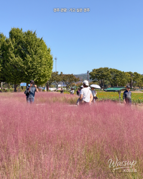 Discover the Beauty of Autumn in Gyeongju_03