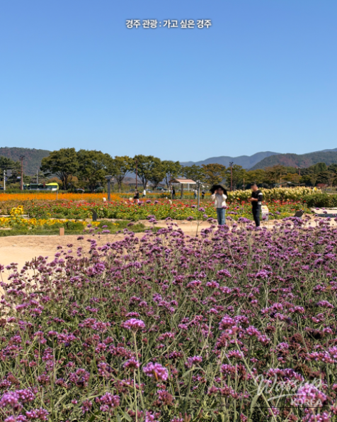 Discover the Beauty of Autumn in Gyeongju_06