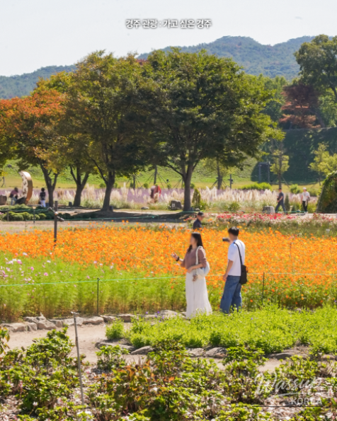 Discover the Beauty of Autumn in Gyeongju_04