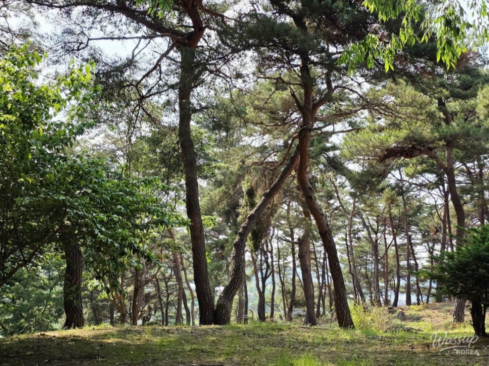 Exploring Aehanjeong Pavilion in Goesan_03