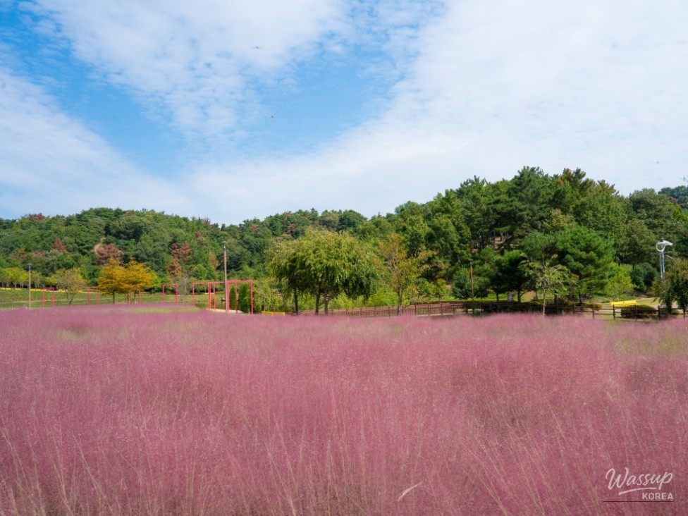 Exploring the Beauty of Akyang Ecological Park in Autumn_02
