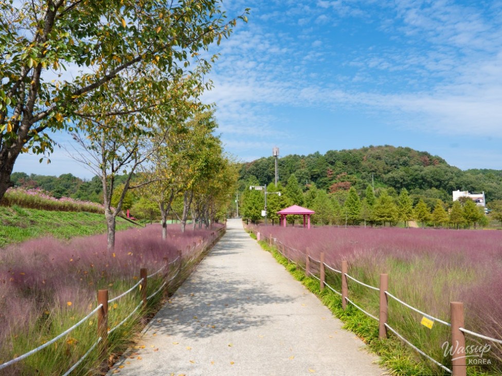 Exploring the Beauty of Akyang Ecological Park in Autumn_03