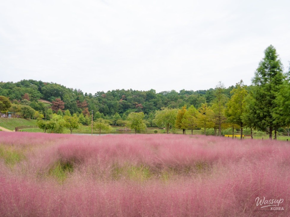 Exploring the Beauty of Akyang Ecological Park in Autumn_04
