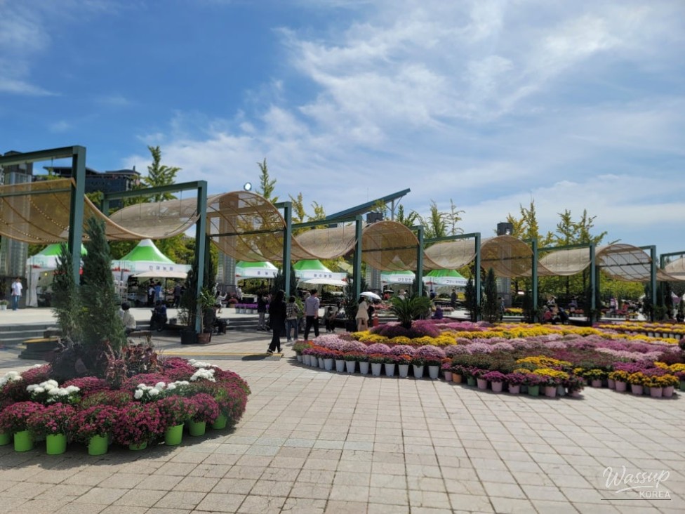 Exploring the 2026 Goyang Autumn Flower Festival_05