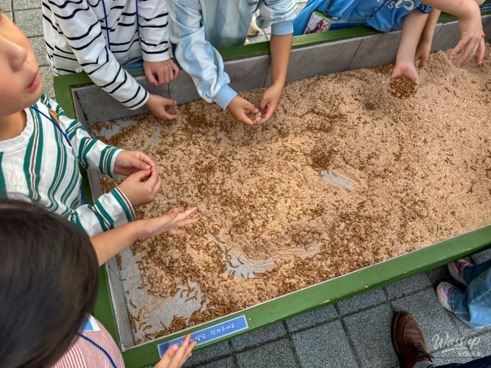 Exploring Insects: A Hands-On Experience for Children_09