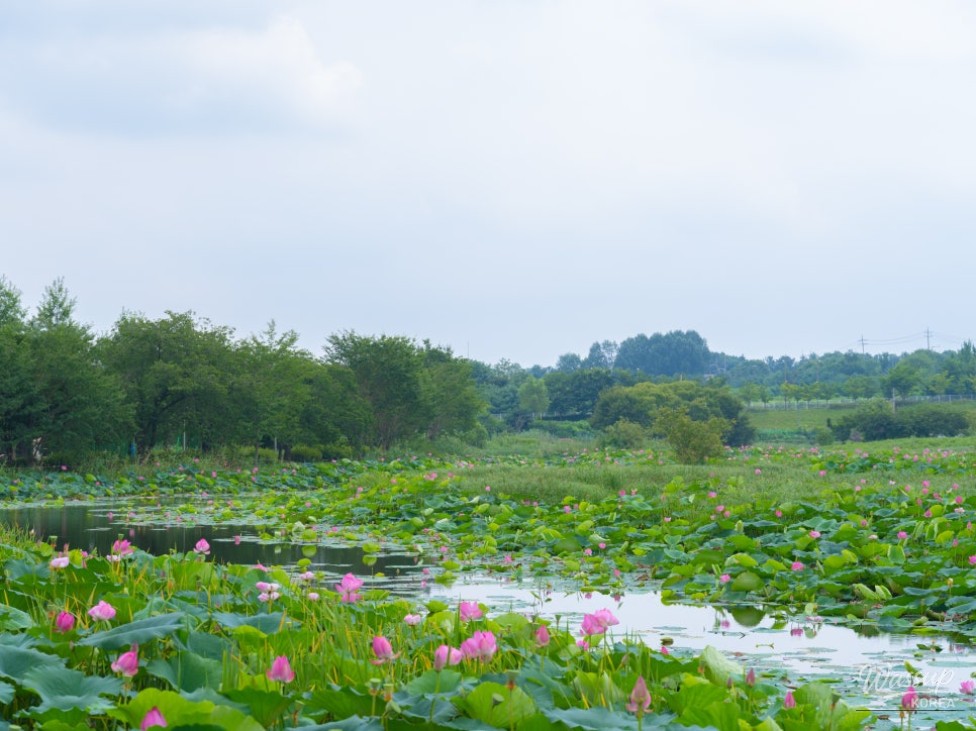 The Beauty of Bingtong Reservoir in Summer_03