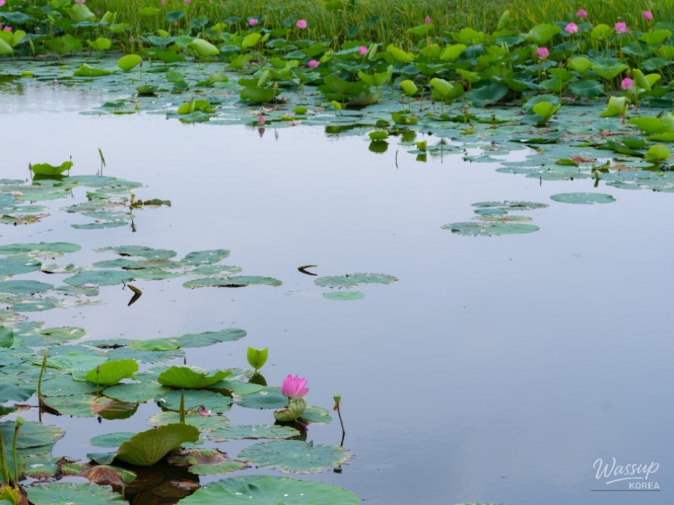 The Beauty of Bingtong Reservoir in Summer_04
