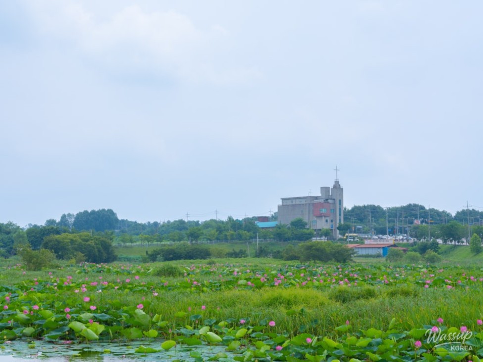 The Beauty of Bingtong Reservoir in Summer_05