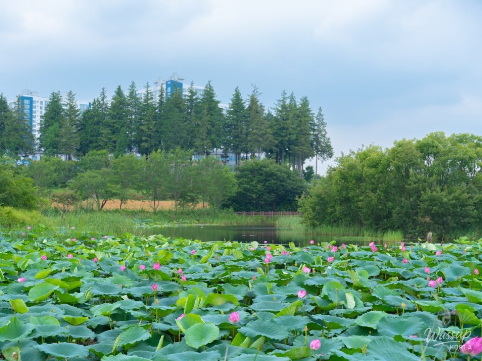 The Beauty of Bingtong Reservoir in Summer_07