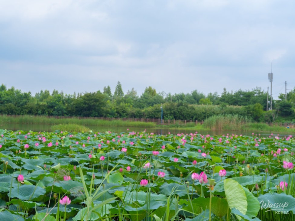 The Beauty of Bingtong Reservoir in Summer_09