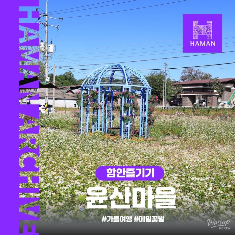Exploring Yunsan Village in Hamann: A Journey Through Buckwheat Flowers_01