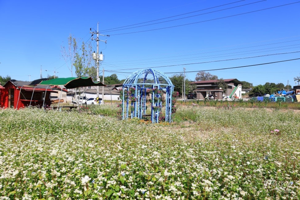 Exploring Yunsan Village in Hamann: A Journey Through Buckwheat Flowers_02