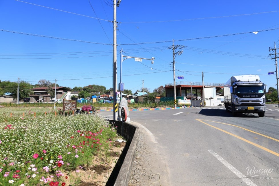 Exploring Yunsan Village in Hamann: A Journey Through Buckwheat Flowers_04