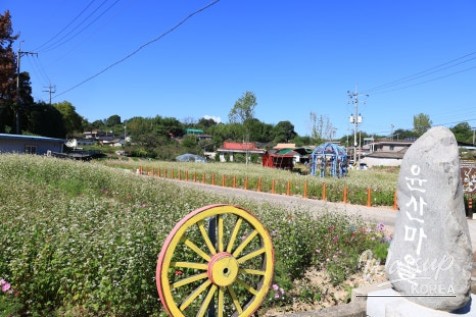 Exploring Yunsan Village in Hamann: A Journey Through Buckwheat Flowers_05