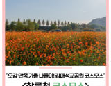 Autumn Outing at Gangmaeseokgyo Park: A Cosmos Festival Experience