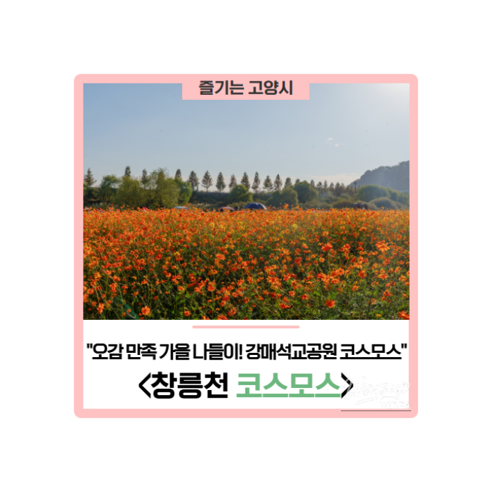 Autumn Outing at Gangmaeseokgyo Park: A Cosmos Festival Experience