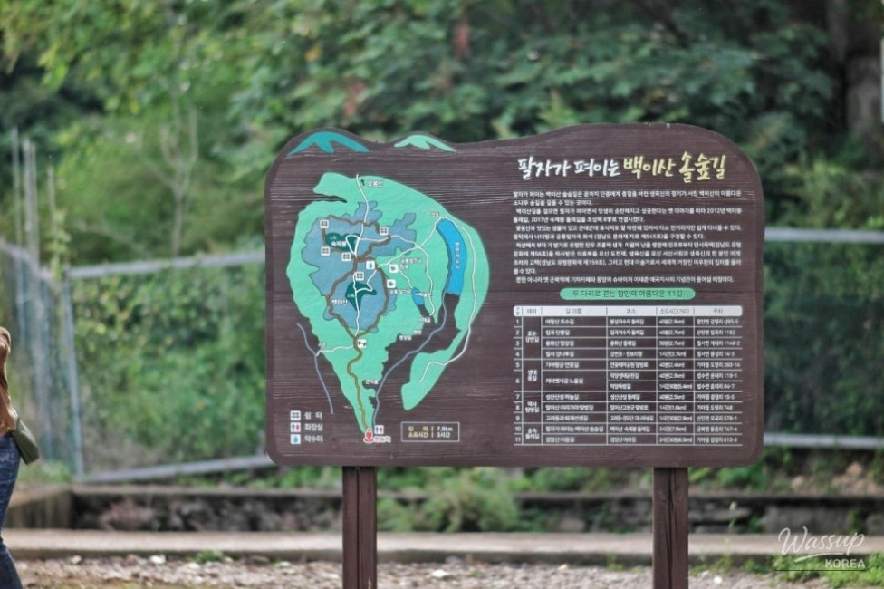 Exploring the Baegisan Pine Forest Trail in Ham-an_02